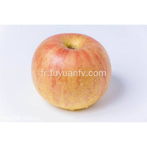 Pomme Qinguan fraîche de qualité supérieure